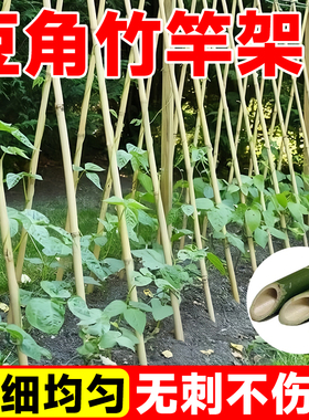 豆角架杆竹竿菜园搭架黄瓜番茄爬藤架葡萄架小竹子细竹竿篱笆栅栏