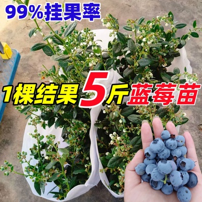 【带果发货】蓝莓树果苗盆栽