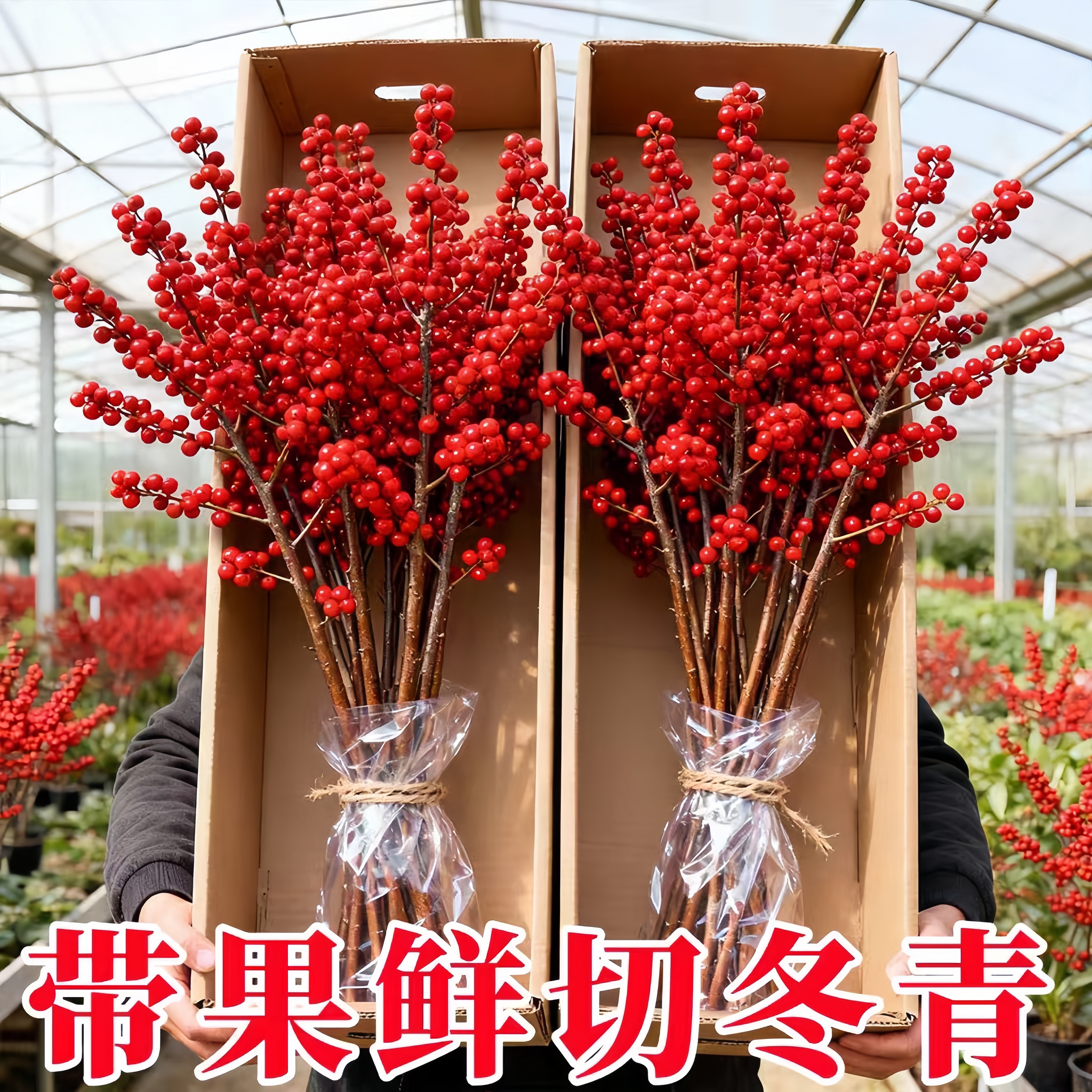 进口北美冬青红果鲜花切枝水培鲜切植物室内客厅绿植年宵花卉真花