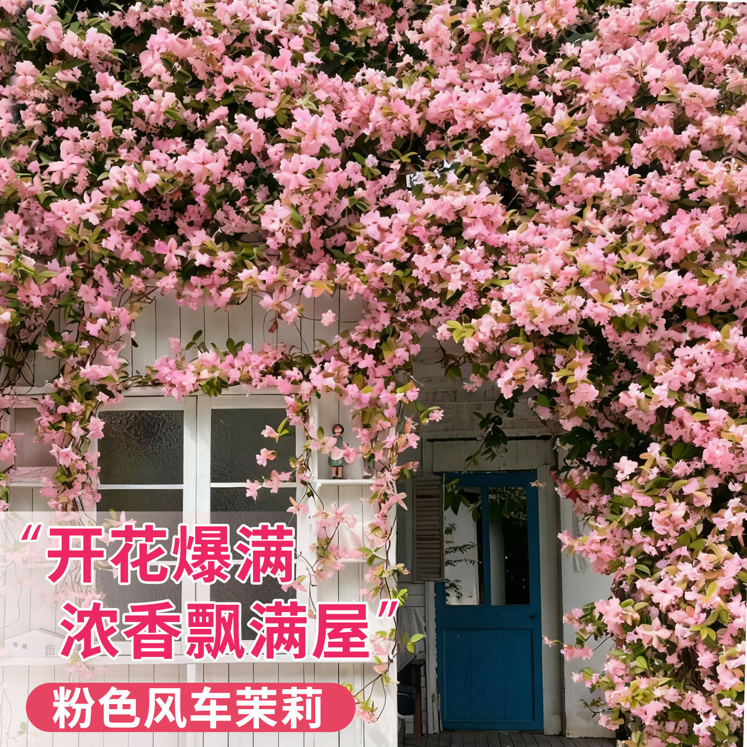 粉色风车茉莉花苗爬藤植物大苗开花爆满浓香飘满屋庭院阳台盆栽