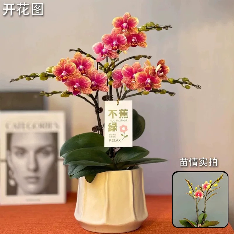 蝴蝶兰花苗带双花剑带花盆栽兰花大苗客厅室内植物花卉四季好养活