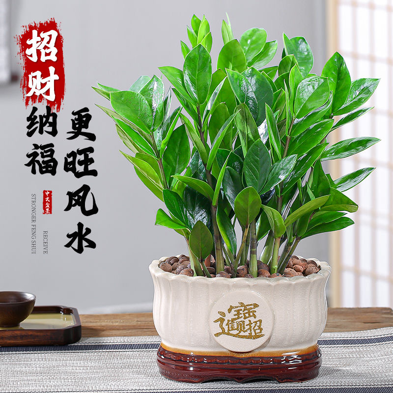 金钱树盆栽招财纳福植物室内客厅办公室桌面绿植大棵送礼花卉盆景