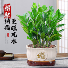 金钱树盆栽招财纳福植物室内客厅办公室桌面绿植大棵送礼花卉盆景
