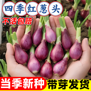 红葱头种子大全小葱葱头种干葱头四季小香葱种籽本地火葱头种批发