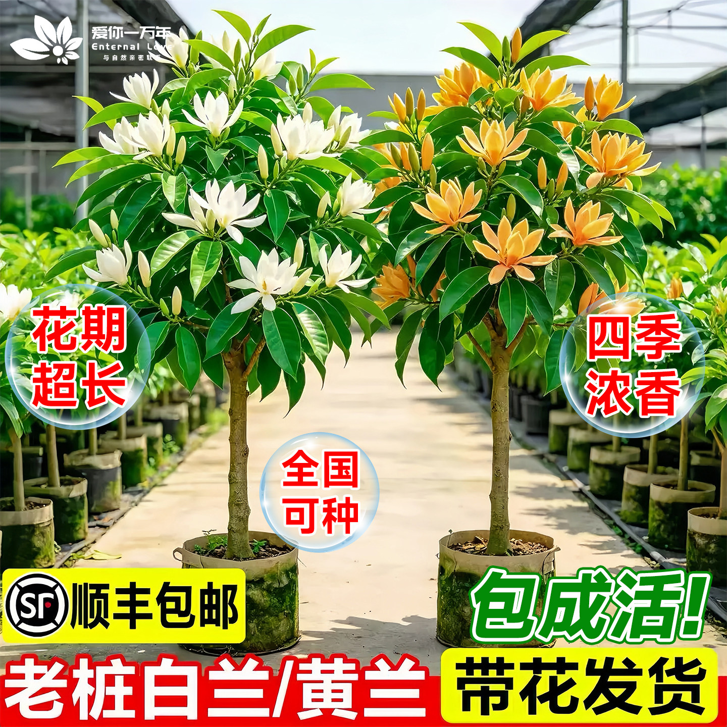 白兰花树苗黄角兰带花苞阳台花卉图片