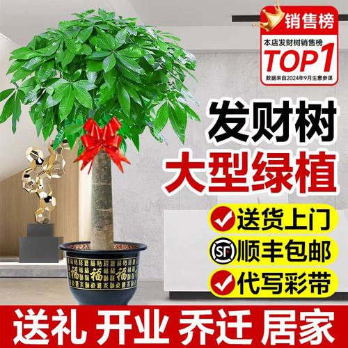 【抢购37.8】2025新款发财树盆栽