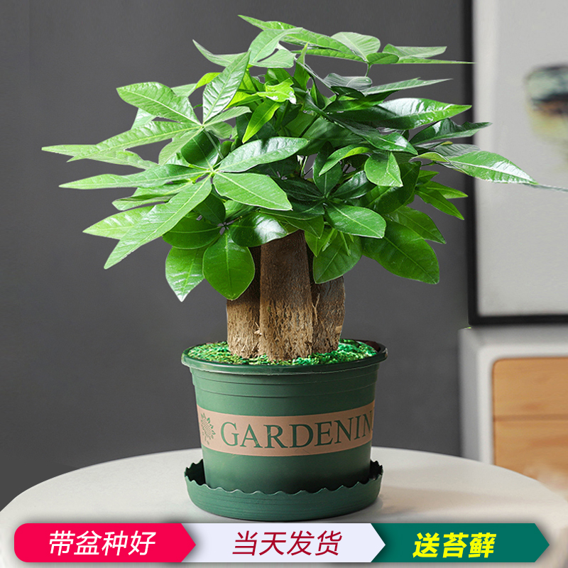 发财树盆栽植物室内花卉小绿植客厅好养活办公室招财摇钱树盆景大 鲜花速递/花卉仿真/绿植园艺 绿植 原图主图