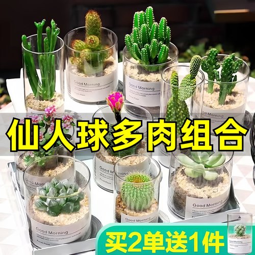 多肉植物仙人掌球组合盆栽