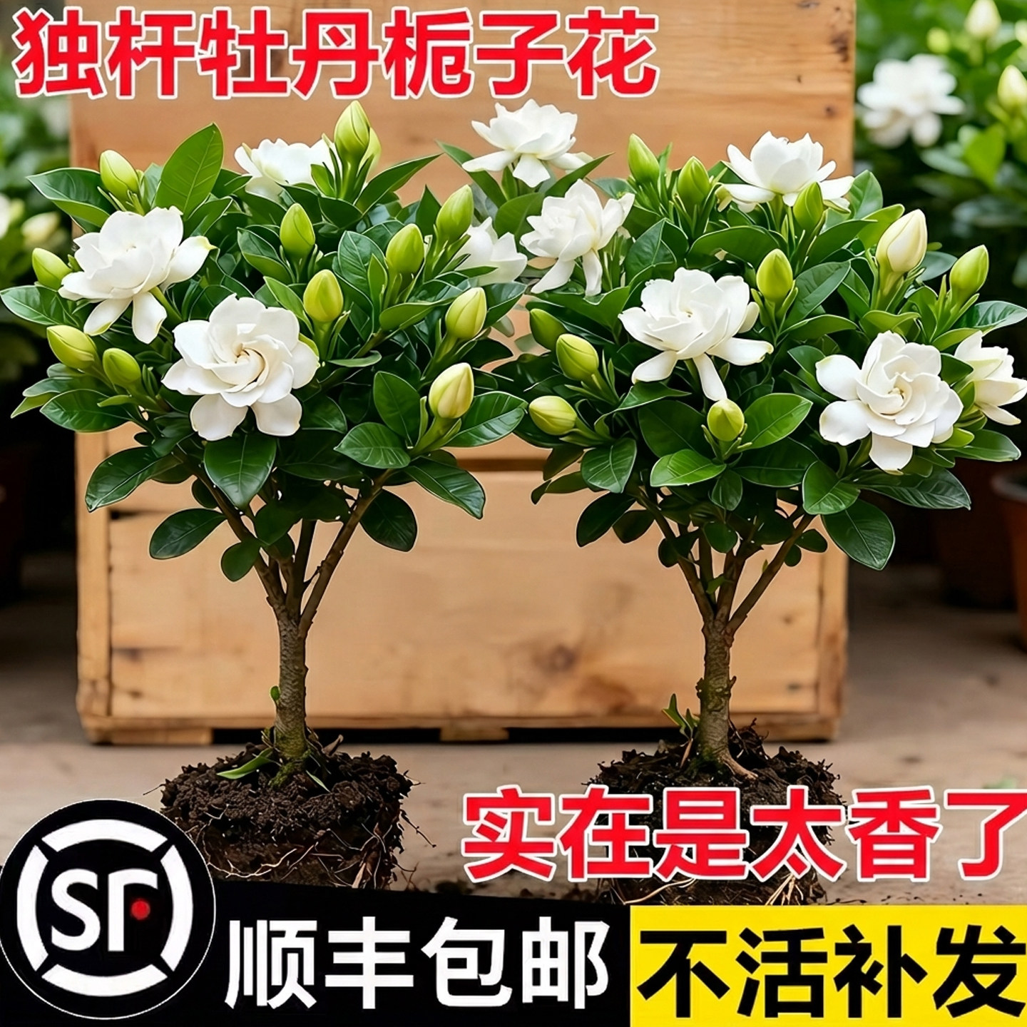 独杆棒棒糖栀子花盆栽四季植物阳台花卉开花绿植带花苞老桩大树苗