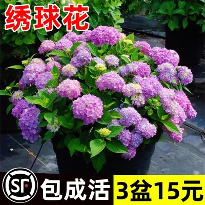 绣球花苗盆栽无尽夏大花四季开花