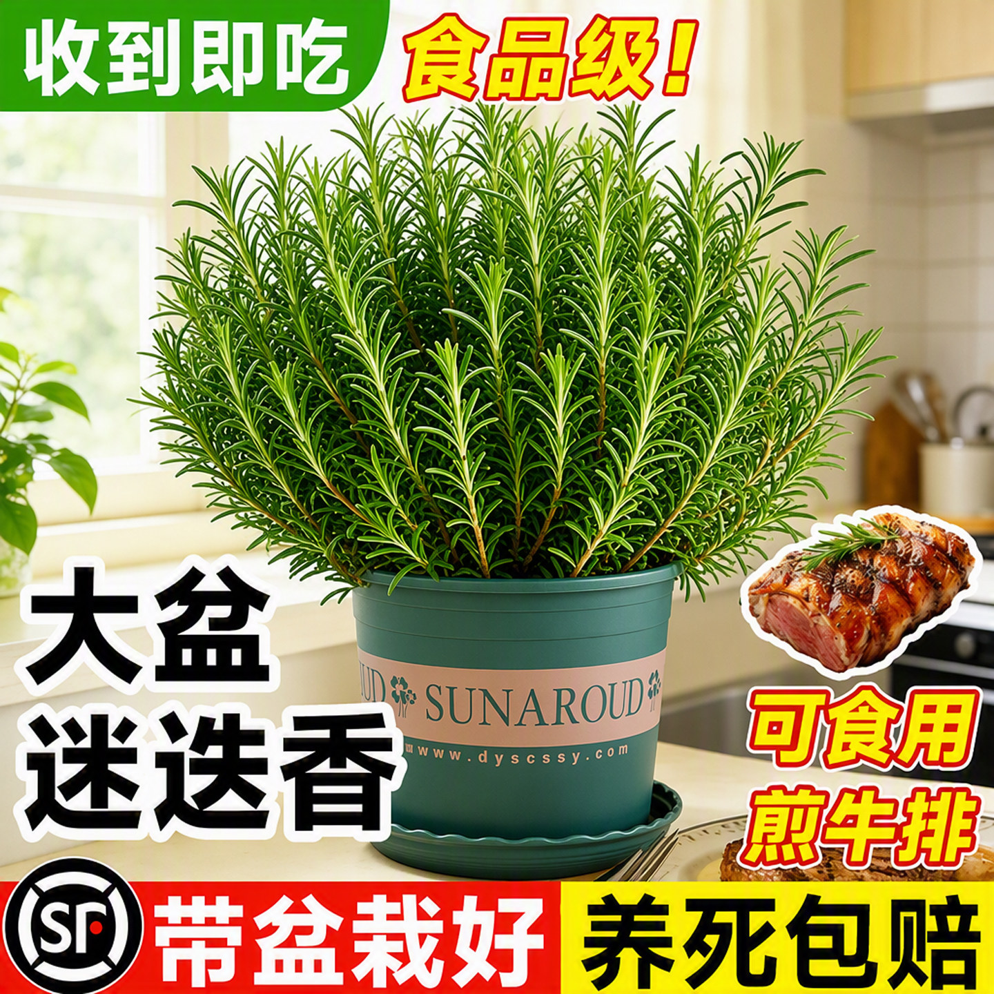 迷迭香盆栽纯天然可食用好养植物