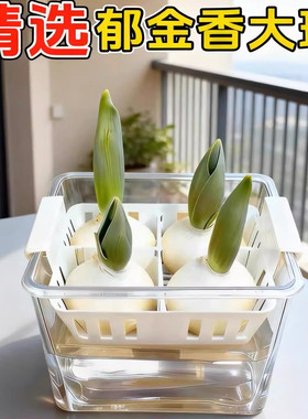郁金香种球耐寒冬季水培花卉土养绿植室内盆栽苗四季鲜花种好养活