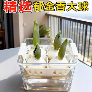 郁金香种球耐寒冬季 鲜花种好养活 水培花卉土养绿植室内盆栽苗四季