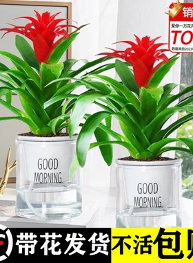 鸿运当头盆栽大盆适合客厅摆放的花家养花卉植物室内花好养活四季