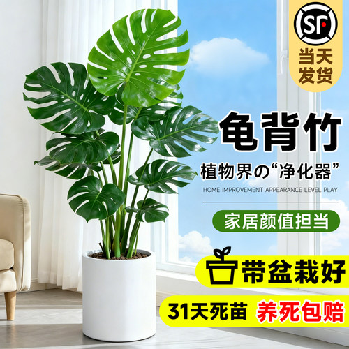 【高端绿植】大叶龟背竹老桩盆栽