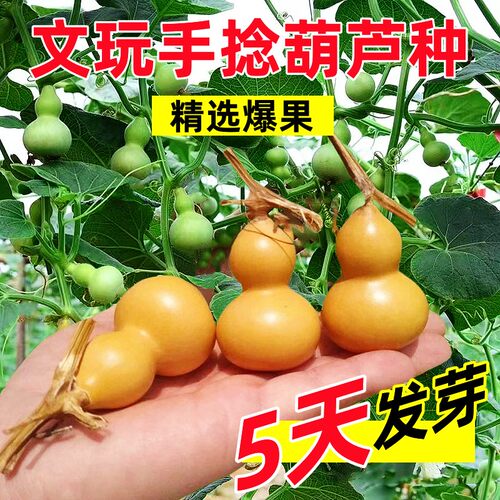手捻小葫芦籽种四季观赏子阳