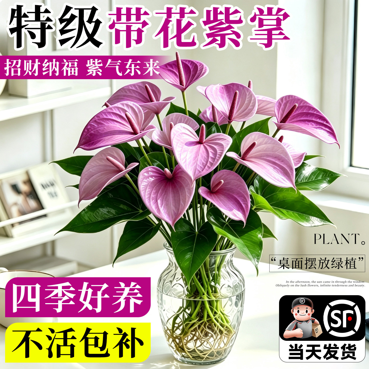 水培植物紫掌盆栽养绿红鲜