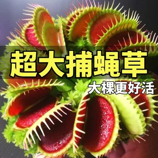 超大捕蝇草盆栽猪笼草苗驱蚊绿植物食人虫草花卉幼儿园室内好养活