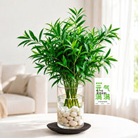 Mosquito-repellent bamboo and cypress hydroponic plants, large water-cultivated green plants on office desks, indoor and bedroom bamboo potted plants, evergreen all year round thumbnail 5