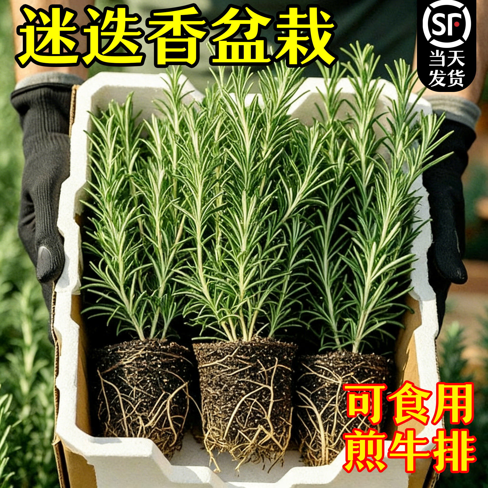 【西餐调味】迷迭香盆栽随吃随剪