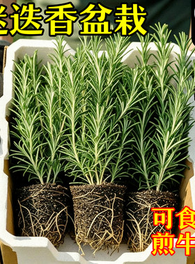 【西餐调味】迷迭香盆栽随吃随剪