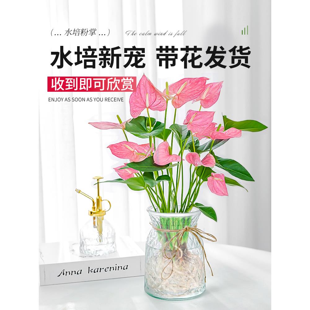 水培植物粉掌盆栽水养红掌鲜花绿植办公室内桌面好养活秋冬开花卉