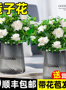水培植物栀子花盆栽四季开花带花苞室内好养茉莉花卉九里香绿植物