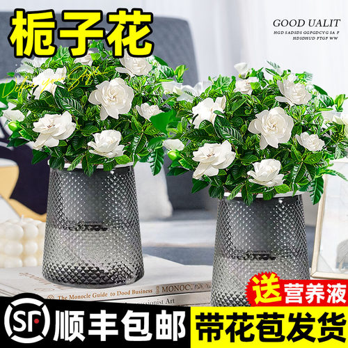 水培植物栀子花盆栽四季开