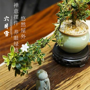 六月雪盆景悬崖红花茶桌禅意室内窗台小绿植物办公室茶几桌面盆栽