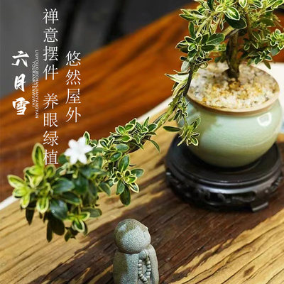 六月雪盆景悬崖红花茶桌禅意