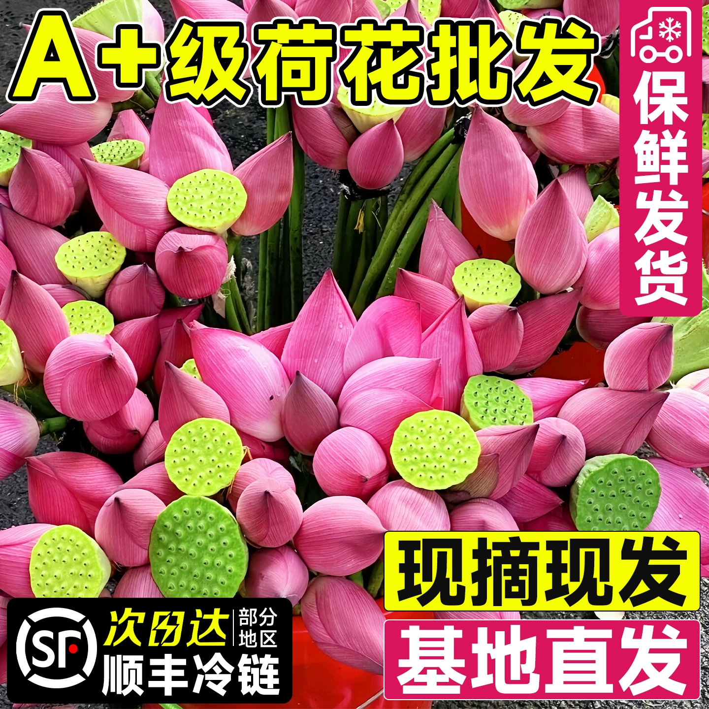 云南直发荷花鲜切花次日达