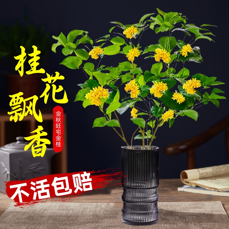 秋冬好养！卖爆了桂花树苗带花