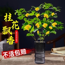 水培桂花树苗四季桂花卉室内盆栽浓香型庭院地栽大树旺宅植物金桂