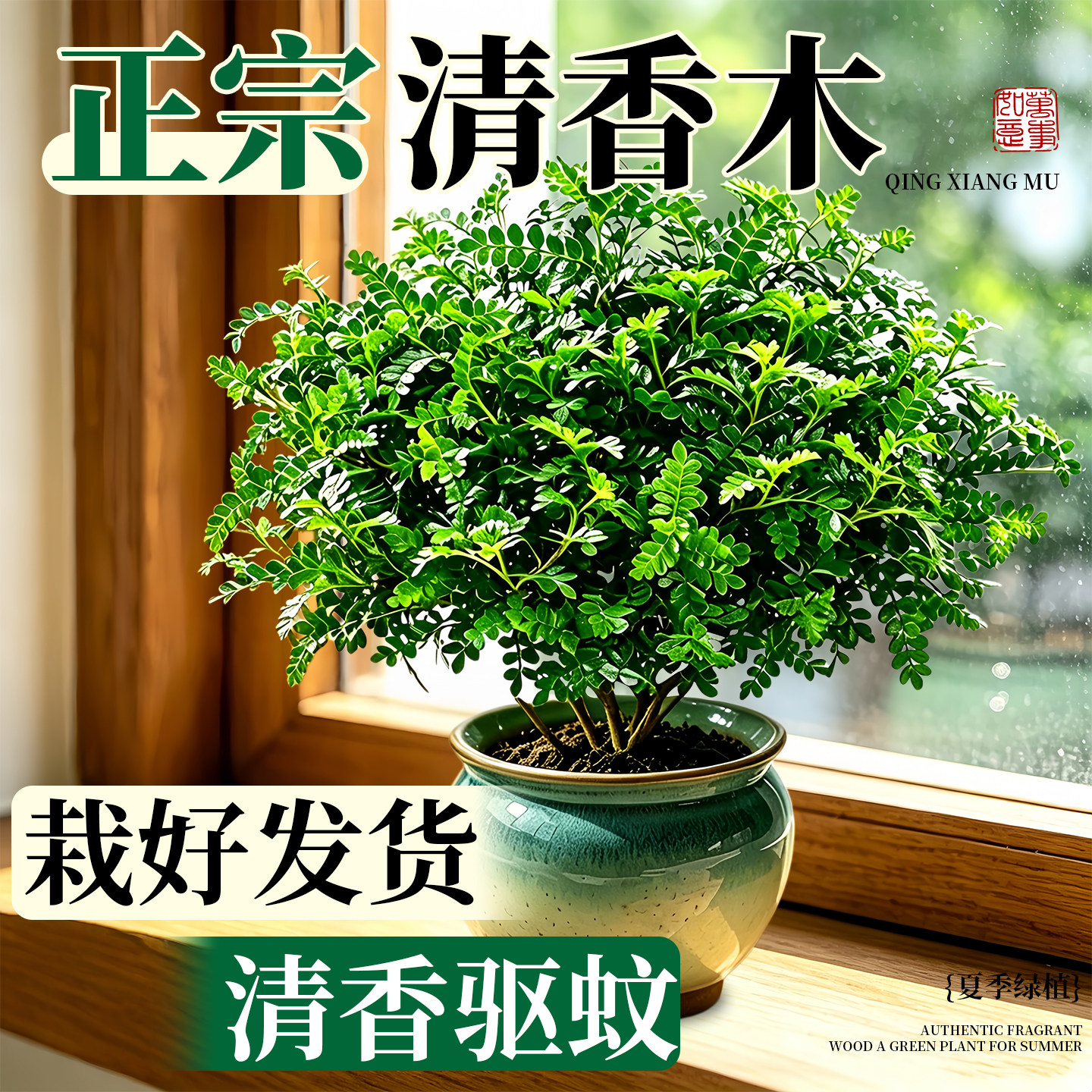 正宗清香木盆栽大棵特大号胡椒木树苗老桩办公室花卉桌面绿植好养