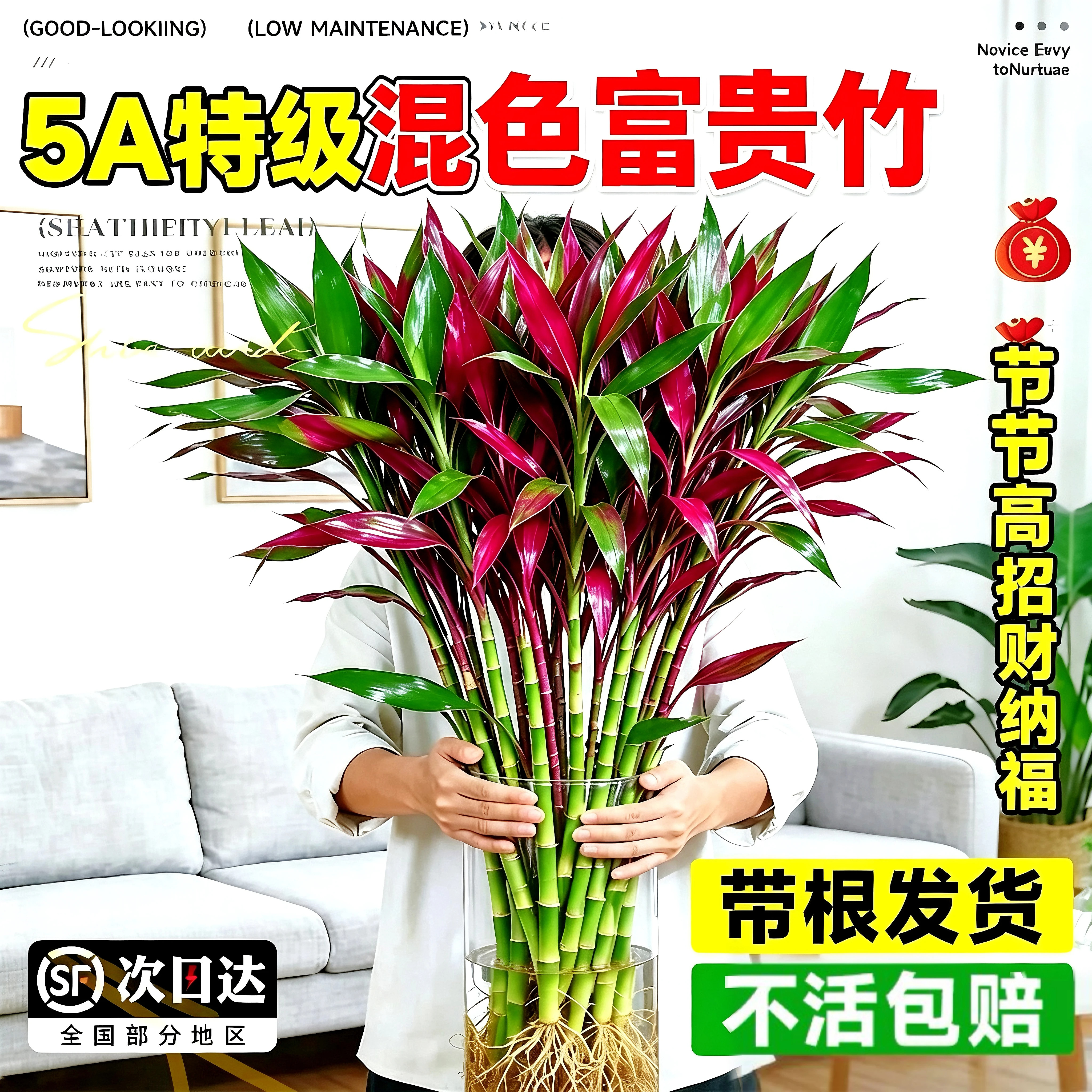 混色富贵竹水培植物鸿运竹客厅招财粗杆带根节节高升室内净化空气