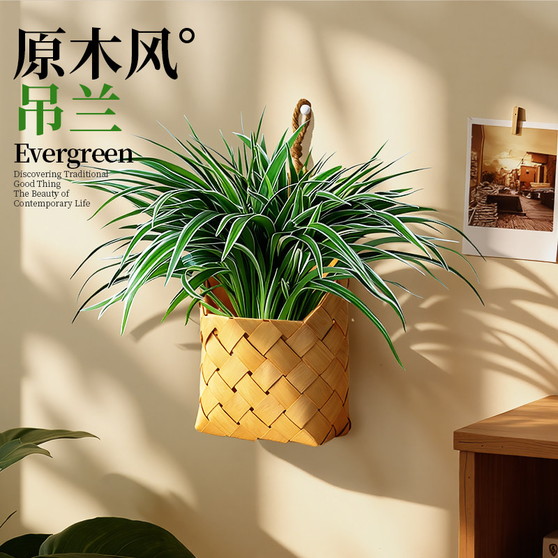 壁挂绿植吊兰盆栽室内长藤白金葛垂吊型花卉客厅墙面装饰植物好养