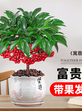 富贵籽带果发货懒人植物