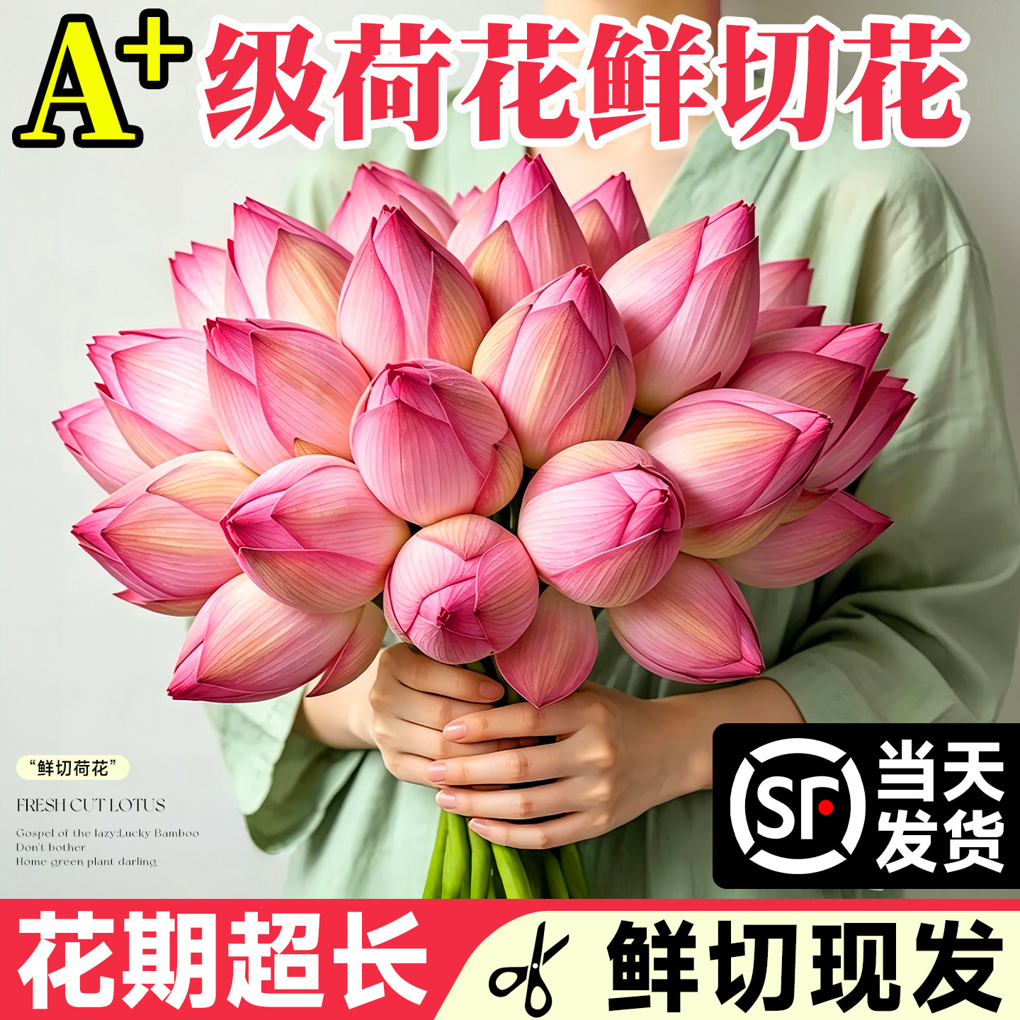 【顺丰次日达】荷花鲜花云南直发