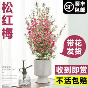 松红梅盆栽带花大苗一树多色耐寒绿植物好养花卉室内阳台四季开花