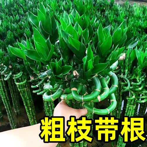 带根转运竹水富贵植物养开