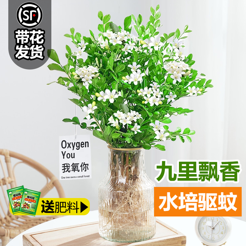 水培植物九里香驱蚊花卉植物