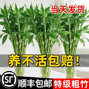 富贵竹水培植物客厅花卉绿植招财观音竹带根转运竹子室内盆栽鱼缸