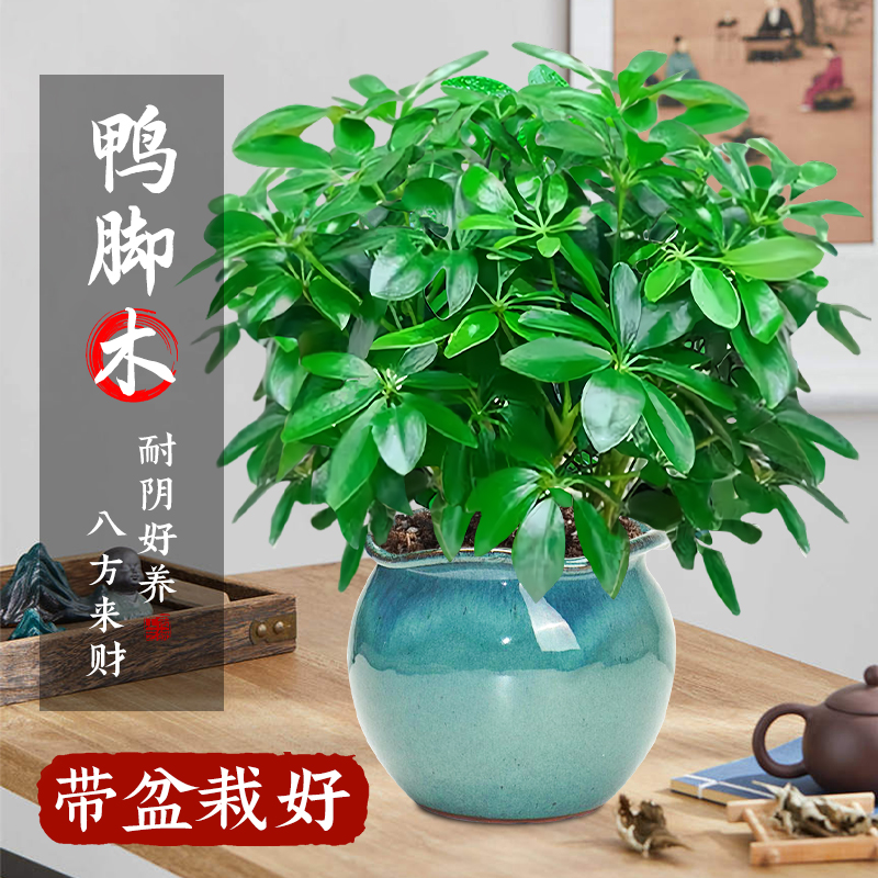 精品鸭脚木盆栽！招财旺宅！包活