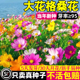 格桑花种子四季播种开花混色高杆室外七彩矮杆波斯菊多年生花籽孑
