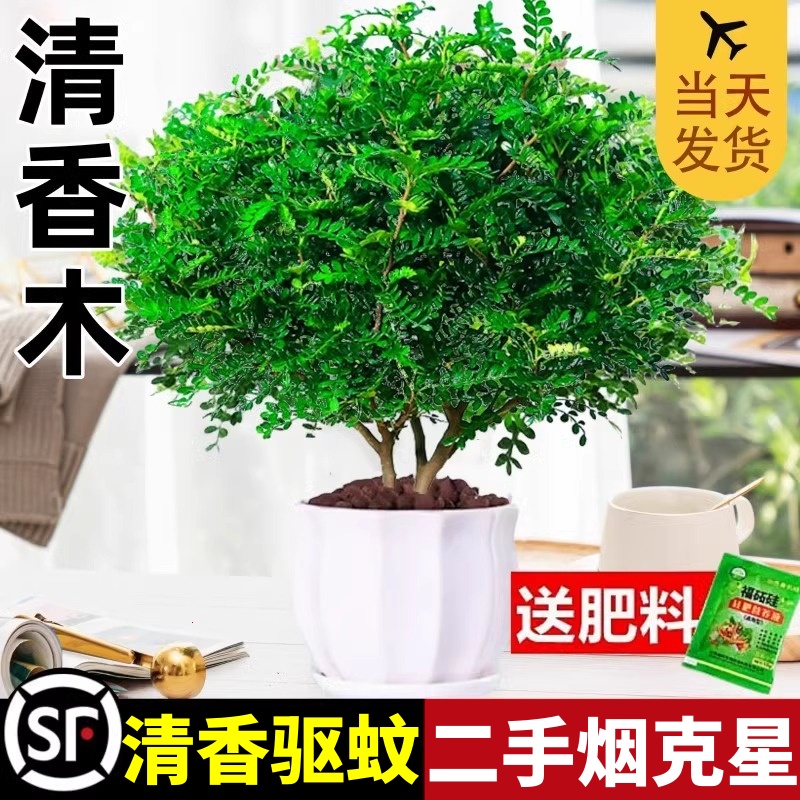 正宗清香胡椒木盆栽室内外驱蚊草植物树苗老桩蛋糕装饰绿植迷迭香