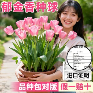 进口郁金香种球五度球阳台花卉种子客厅盆栽室内绿植庭院地栽植物