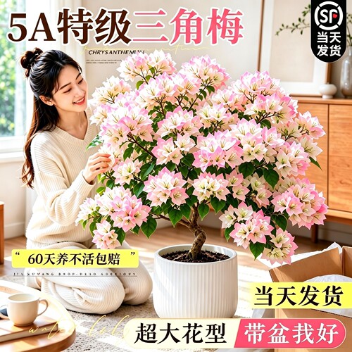 【开箱即见花】高端重瓣三角梅树