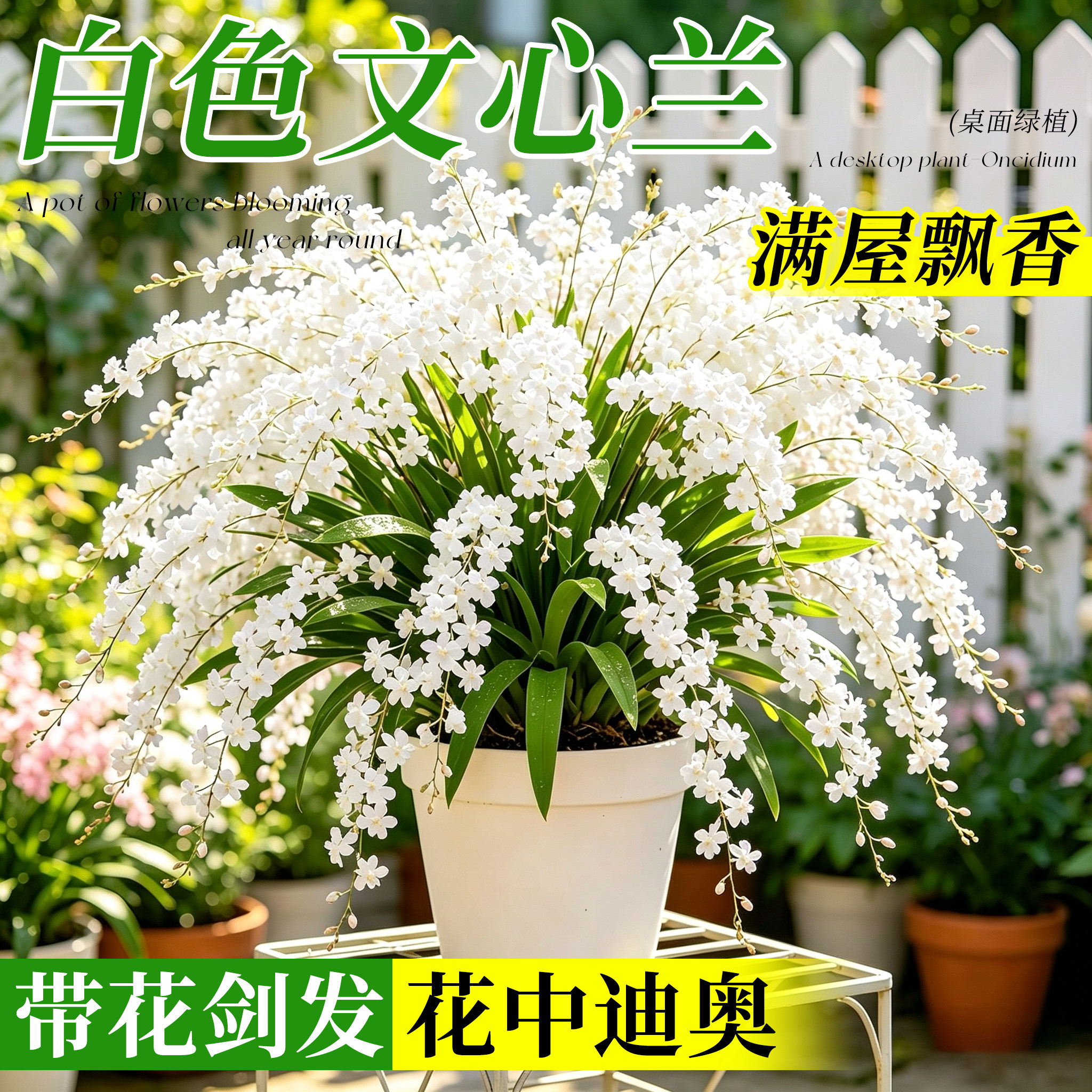 【开花香满屋】白色文心兰盆栽