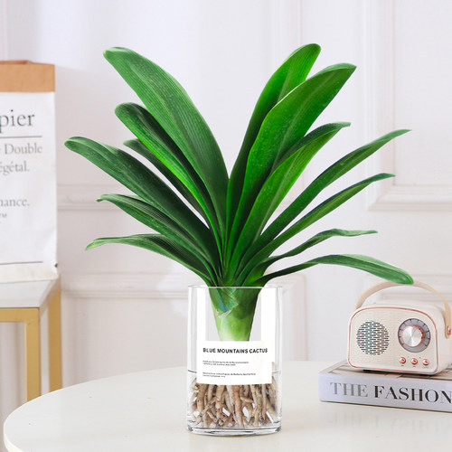 碰水就活！精品君子兰好养易活