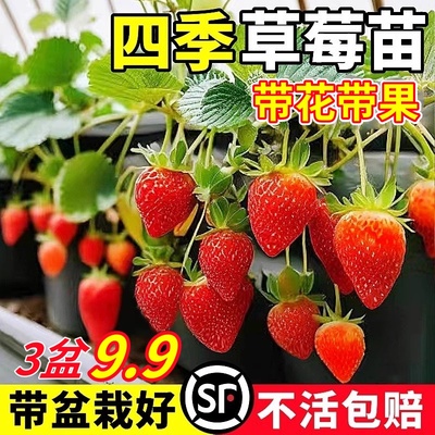 【带果发货】四季草莓带盆栽好